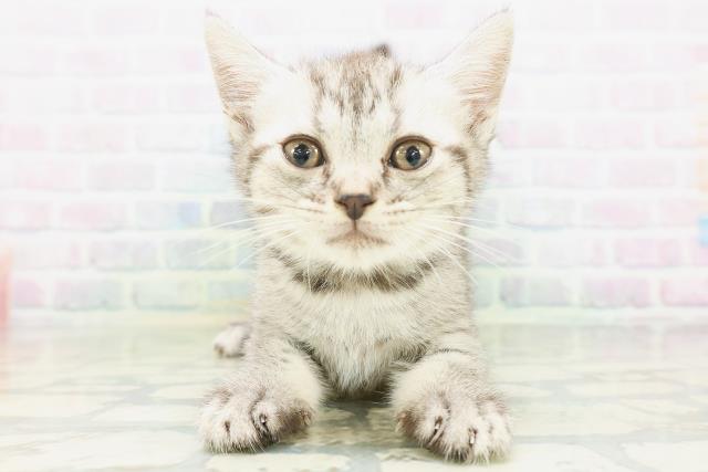 新潟県のフォールデックス (Coo&RIKU長岡店/2026年8月9日生まれ/女の子/シルバータビー)の子猫の1枚目の画像