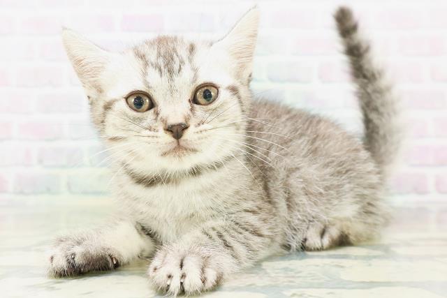 新潟県のフォールデックス (Coo&RIKU長岡店/2026年8月9日生まれ/女の子/シルバータビー)の子猫の2枚目の画像