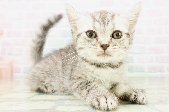新潟県のフォールデックス (Coo&RIKU長岡店/2026年8月9日生まれ/女の子/シルバータビー)の子猫の3枚目の画像