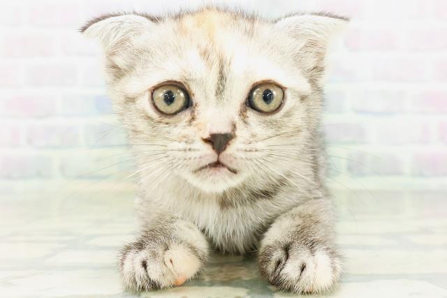 福井県のフォールデックス (Coo&RIKU福井店/2026年8月9日生まれ/女の子/シルバーパッチドタビー)の子猫の1枚目の画像