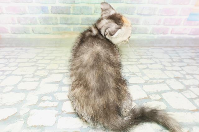 福井県のフォールデックス (Coo&RIKU福井店/2026年8月9日生まれ/女の子/シルバーパッチドタビー)の子猫の4枚目の画像
