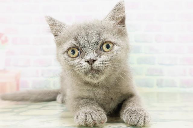 東京都のエキゾチック (Coo&RIKU新小岩店/2026年7月19日生まれ/男の子/ブルー)の子猫の1枚目の画像