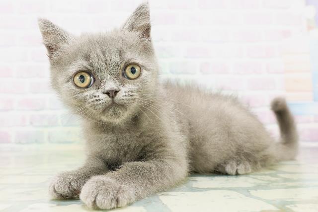 東京都のエキゾチック (Coo&RIKU新小岩店/2026年7月19日生まれ/男の子/ブルー)の子猫の2枚目の画像