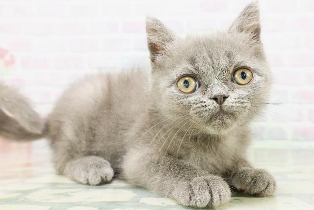 東京都のエキゾチック (Coo&RIKU新小岩店/2026年7月19日生まれ/男の子/ブルー)の子猫の3枚目の画像