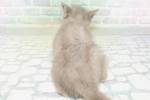 東京都のエキゾチック (Coo&RIKU新小岩店/2026年7月19日生まれ/男の子/ブルー)の子猫の4枚目の画像
