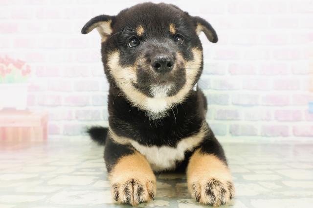 埼玉県の柴犬(標準サイズ) (Coo&RIKU川越店/2026年8月9日生まれ/男の子/黒)の子犬の1枚目の画像