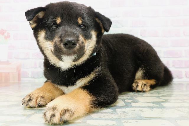 埼玉県の柴犬(標準サイズ) (Coo&RIKU川越店/2026年8月9日生まれ/男の子/黒)の子犬の2枚目の画像