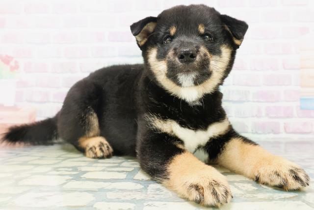 埼玉県の柴犬(標準サイズ) (Coo&RIKU川越店/2026年8月9日生まれ/男の子/黒)の子犬の3枚目の画像