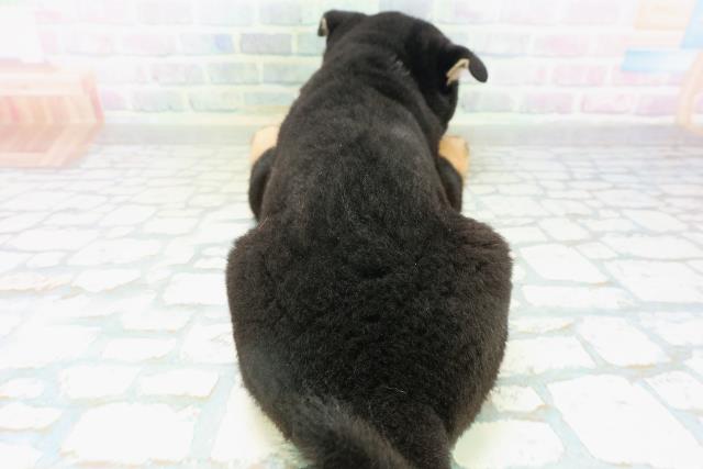 埼玉県の柴犬(標準サイズ) (Coo&RIKU川越店/2026年8月9日生まれ/男の子/黒)の子犬の4枚目の画像