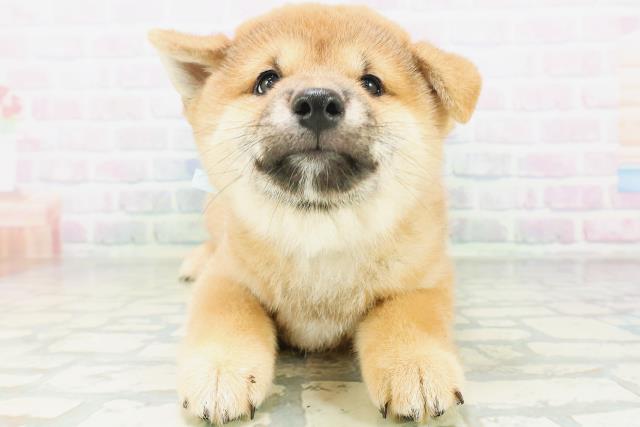 沖縄県の柴犬(標準サイズ) (Coo&RIKU沖縄浦添店/2026年8月9日生まれ/男の子/赤)の子犬の1枚目の画像
