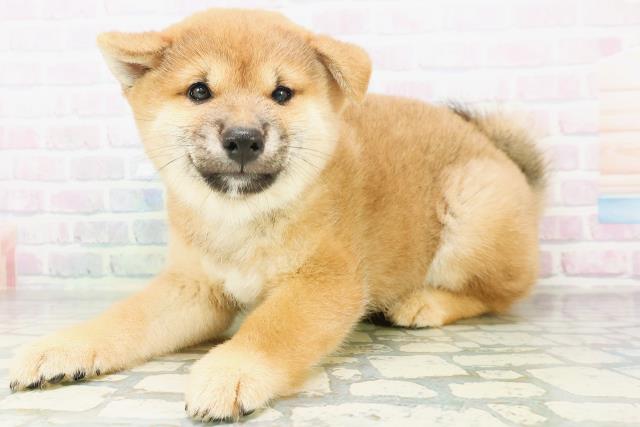 沖縄県の柴犬(標準サイズ) (Coo&RIKU沖縄浦添店/2026年8月9日生まれ/男の子/赤)の子犬の2枚目の画像