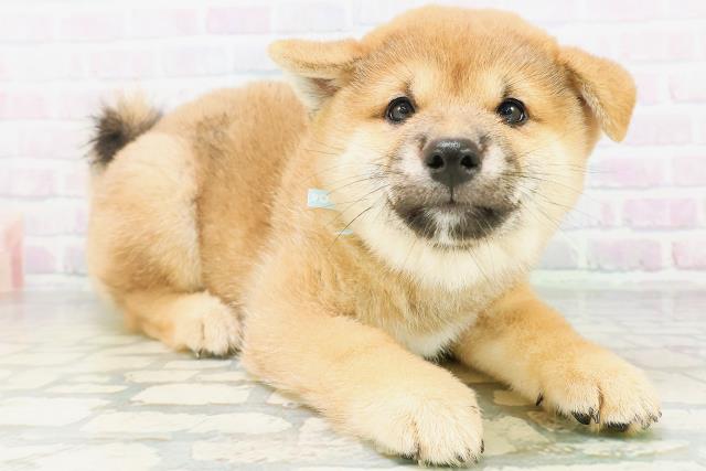 沖縄県の柴犬(標準サイズ) (Coo&RIKU沖縄浦添店/2026年8月9日生まれ/男の子/赤)の子犬の3枚目の画像