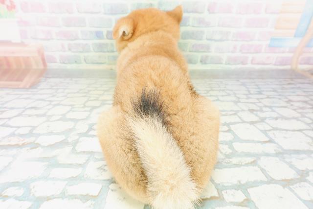 沖縄県の柴犬(標準サイズ) (Coo&RIKU沖縄浦添店/2026年8月9日生まれ/男の子/赤)の子犬の4枚目の画像