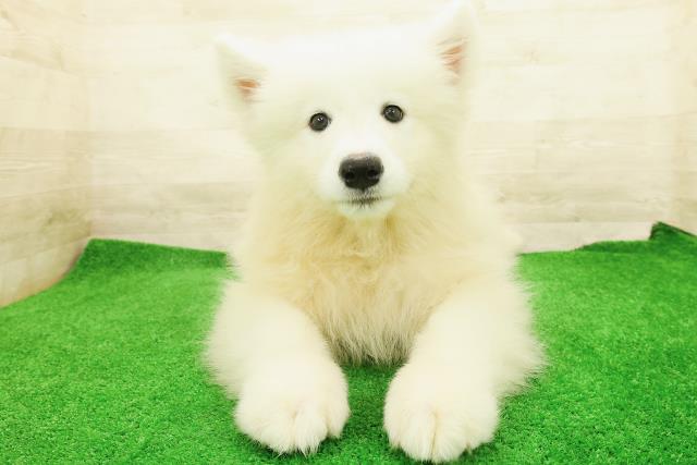 サモエド