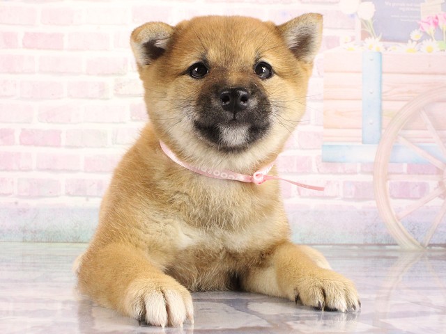 豆柴