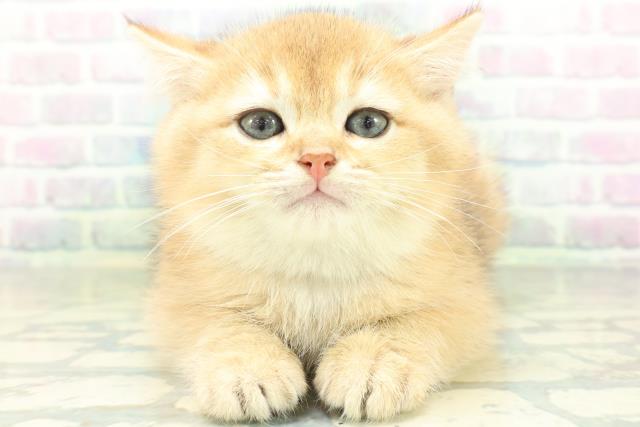 ブリティッシュショートヘアー