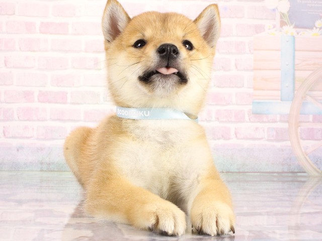豆柴