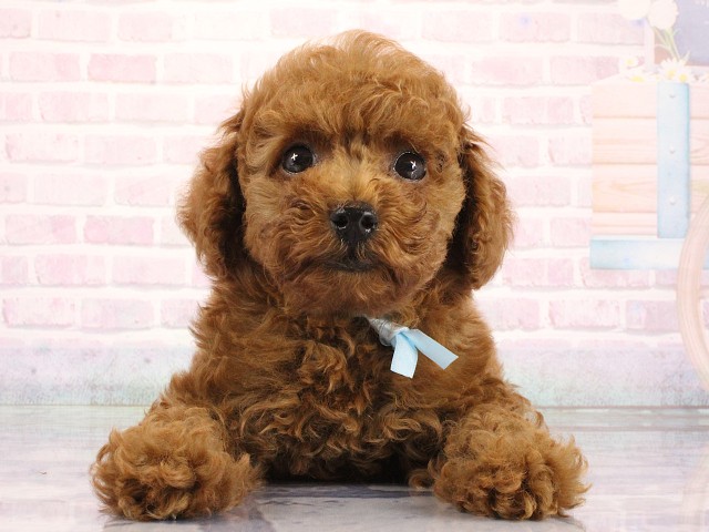 トイ・プードル