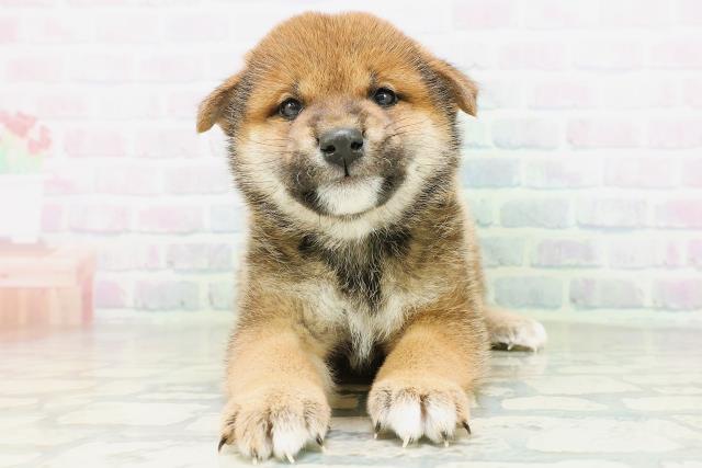 宮城県の柴犬(標準サイズ) (Coo&RIKU仙台太白店/2026年8月10日生まれ/男の子/赤)の子犬の1枚目の画像