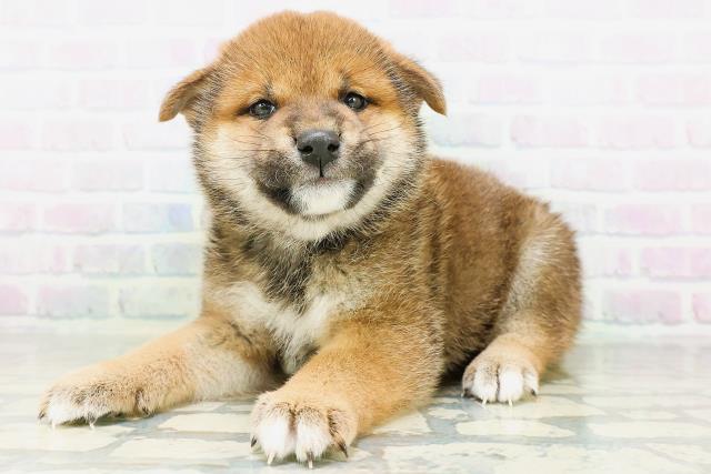 宮城県の柴犬(標準サイズ) (Coo&RIKU仙台太白店/2026年8月10日生まれ/男の子/赤)の子犬の2枚目の画像