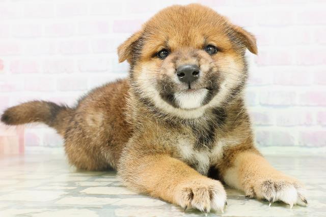 宮城県の柴犬(標準サイズ) (Coo&RIKU仙台太白店/2026年8月10日生まれ/男の子/赤)の子犬の3枚目の画像