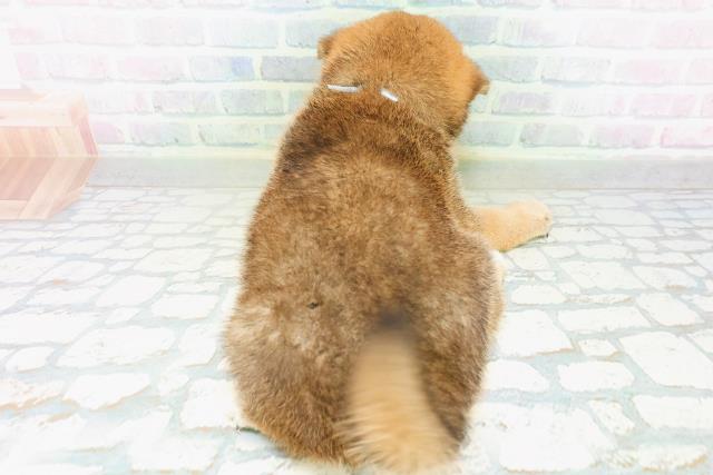 宮城県の柴犬(標準サイズ) (Coo&RIKU仙台太白店/2026年8月10日生まれ/男の子/赤)の子犬の4枚目の画像