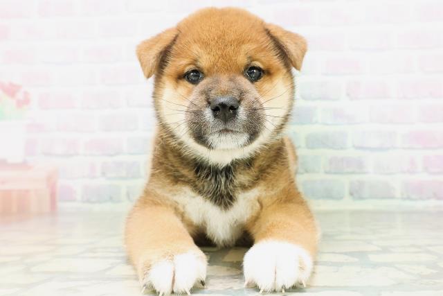 神奈川県の柴犬(標準サイズ) (Coo&RIKU秦野店/2026年8月10日生まれ/男の子/赤)の子犬の1枚目の画像