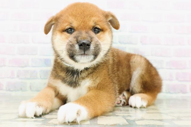 神奈川県の柴犬(標準サイズ) (Coo&RIKU秦野店/2026年8月10日生まれ/男の子/赤)の子犬の2枚目の画像