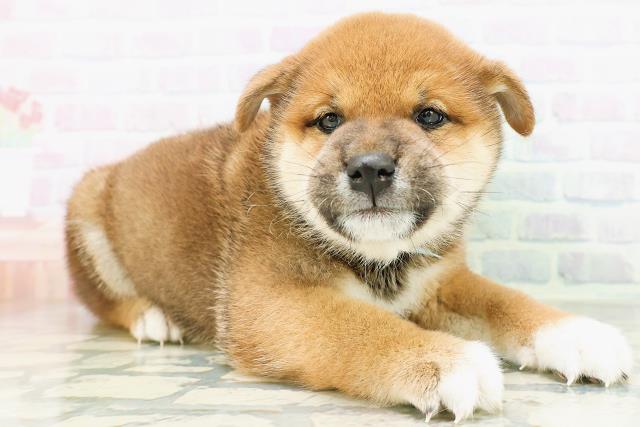 神奈川県の柴犬(標準サイズ) (Coo&RIKU秦野店/2026年8月10日生まれ/男の子/赤)の子犬の3枚目の画像