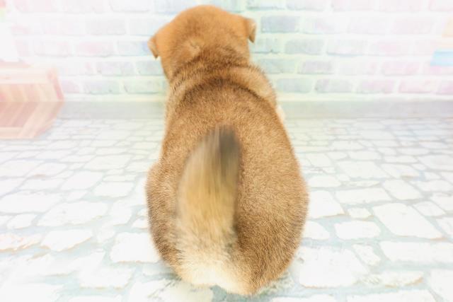 神奈川県の柴犬(標準サイズ) (Coo&RIKU秦野店/2026年8月10日生まれ/男の子/赤)の子犬の4枚目の画像