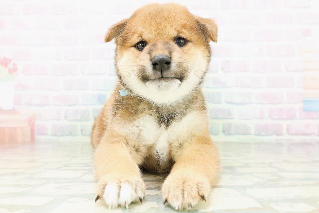 新潟県の柴犬(標準サイズ) (Coo&RIKU新潟西店/2026年8月10日生まれ/男の子/赤)の子犬の1枚目の画像