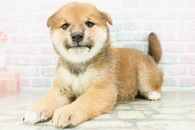 新潟県の柴犬(標準サイズ) (Coo&RIKU新潟西店/2026年8月10日生まれ/男の子/赤)の子犬の2枚目の画像