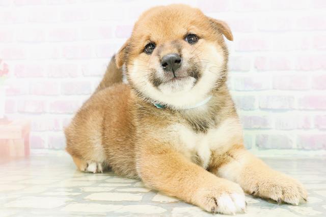 新潟県の柴犬(標準サイズ) (Coo&RIKU新潟西店/2026年8月10日生まれ/男の子/赤)の子犬の3枚目の画像
