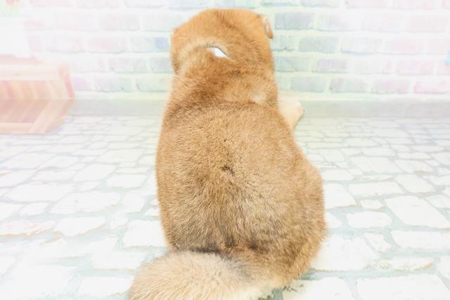 新潟県の柴犬(標準サイズ) (Coo&RIKU新潟西店/2026年8月10日生まれ/男の子/赤)の子犬の4枚目の画像