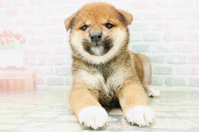 福島県の柴犬(標準サイズ) (Coo&RIKU郡山店/2026年8月10日生まれ/女の子/赤)の子犬の1枚目の画像