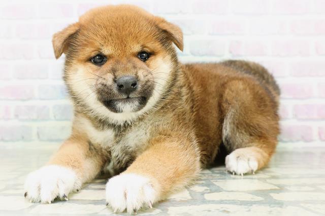 福島県の柴犬(標準サイズ) (Coo&RIKU郡山店/2026年8月10日生まれ/女の子/赤)の子犬の2枚目の画像
