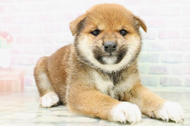 福島県の柴犬(標準サイズ) (Coo&RIKU郡山店/2026年8月10日生まれ/女の子/赤)の子犬の3枚目の画像