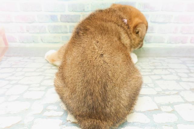 福島県の柴犬(標準サイズ) (Coo&RIKU郡山店/2026年8月10日生まれ/女の子/赤)の子犬の4枚目の画像