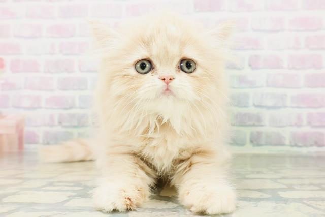 神奈川県のフォールデックス (Coo&RIKU江の島店/2026年8月10日生まれ/女の子/クリームタビー)の子猫の1枚目の画像