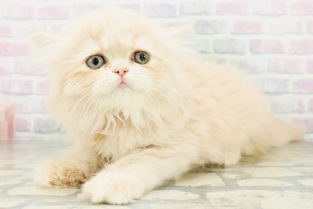 神奈川県のフォールデックス (Coo&RIKU江の島店/2026年8月10日生まれ/女の子/クリームタビー)の子猫の2枚目の画像