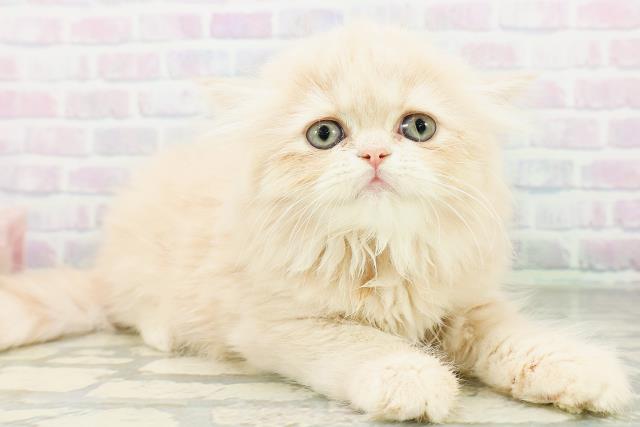 神奈川県のフォールデックス (Coo&RIKU江の島店/2026年8月10日生まれ/女の子/クリームタビー)の子猫の3枚目の画像