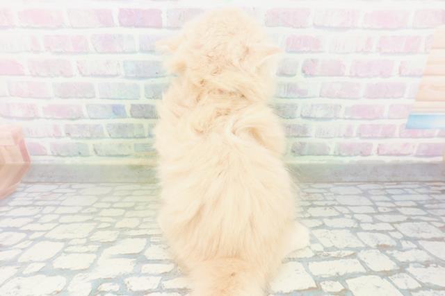 神奈川県のフォールデックス (Coo&RIKU江の島店/2026年8月10日生まれ/女の子/クリームタビー)の子猫の4枚目の画像