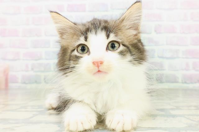 ノルウェージャン・フォレストキャット