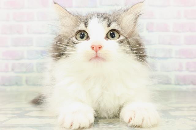 ノルウェージャン・フォレストキャット