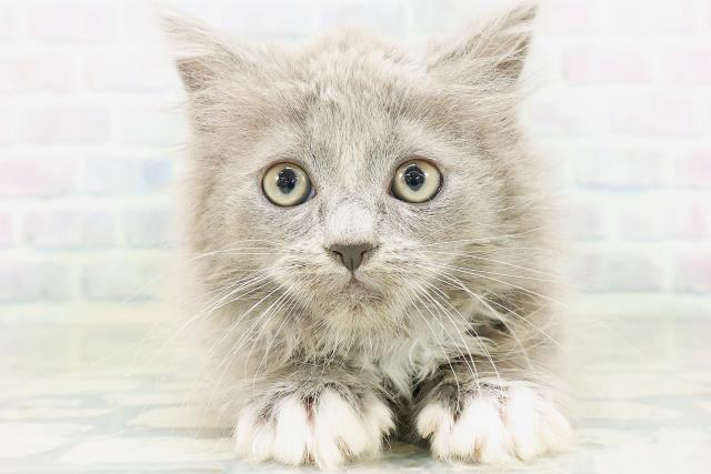 福井県のラガマフィン (Coo&RIKU福井店/2026年8月9日生まれ/男の子/ブルーホワイト)の子猫の1枚目の画像