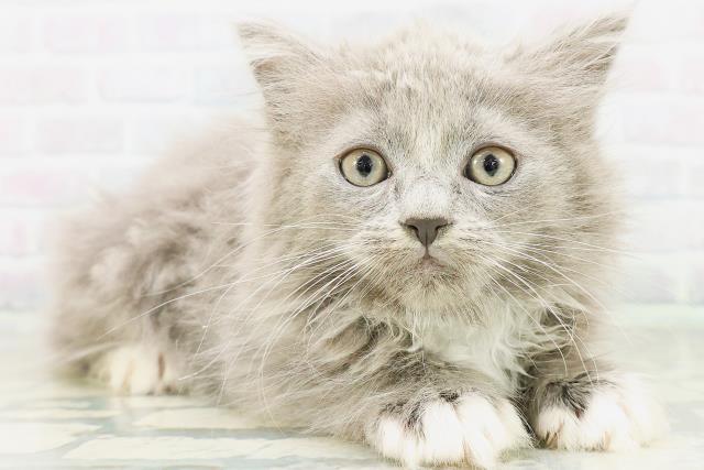 福井県のラガマフィン (Coo&RIKU福井店/2026年8月9日生まれ/男の子/ブルーホワイト)の子猫の3枚目の画像