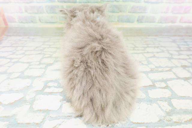 福井県のラガマフィン (Coo&RIKU福井店/2026年8月9日生まれ/男の子/ブルーホワイト)の子猫の4枚目の画像