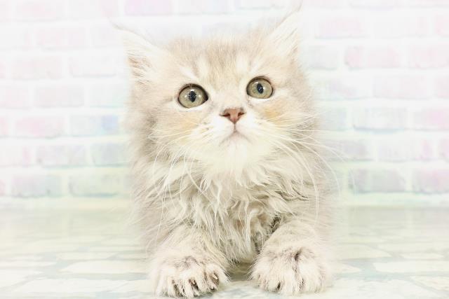 福島県のラガマフィン (Coo&RIKUいわき店/2026年8月9日生まれ/女の子/ブルーパッチドタビー)の子猫の1枚目の画像