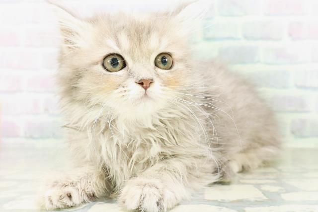 福島県のラガマフィン (Coo&RIKUいわき店/2026年8月9日生まれ/女の子/ブルーパッチドタビー)の子猫の2枚目の画像
