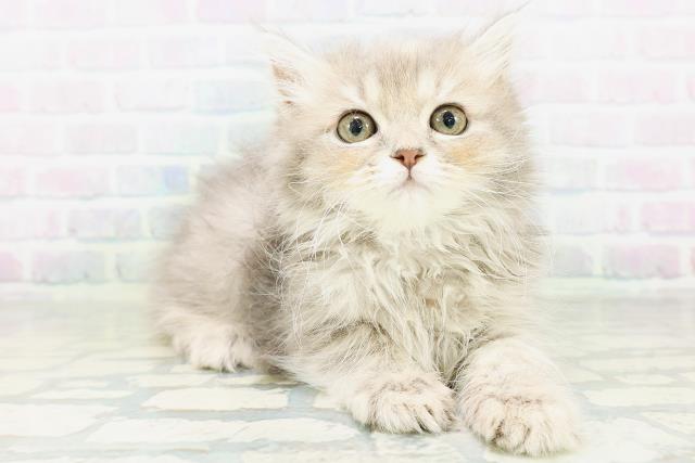 福島県のラガマフィン (Coo&RIKUいわき店/2026年8月9日生まれ/女の子/ブルーパッチドタビー)の子猫の3枚目の画像